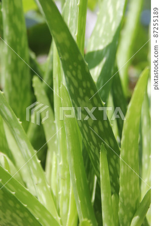 Green Aloe Vera Plant Close up in Garden Green Aloe Vera Plant Close up in Garden 87255189