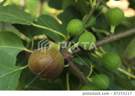 Fresh Figs Growing on Tree Ripe Fig and Green Figs Fresh Figs Growing on Tree Ripe Fig and Green Figs 87255217