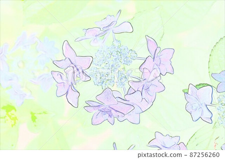 CG image Gaku Hydrangea 11 87256260