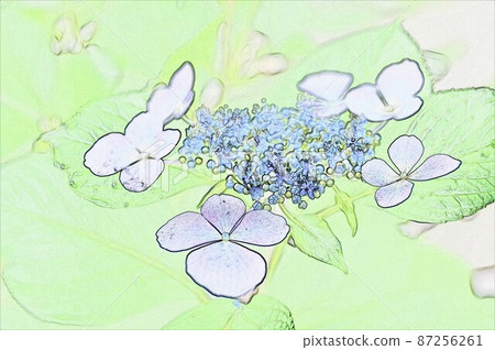 CG image Gaku Hydrangea 12 CG image Gaku Hydrangea 12 87256261
