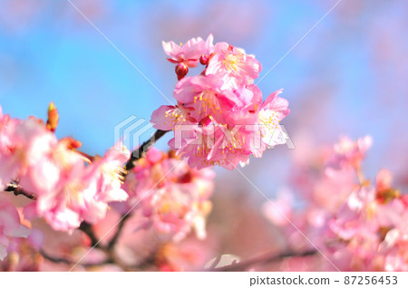 Flowers of Milky Way Flowers of Milky Way 87256453