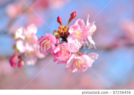 Flowers of Milky Way Flowers of Milky Way 87256456