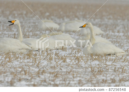 在北海道和青森發現的一隻來自北方的冬季候鳥,一隻有著美麗純白羽毛的大天鵝 在北海道和青森發現的一隻來自北方的冬季候鳥,一隻有著美麗純白羽毛的大天鵝 87256548