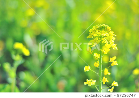 強姦開花 強姦開花 87256747