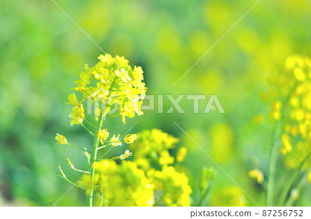 強姦開花 強姦開花 87256752