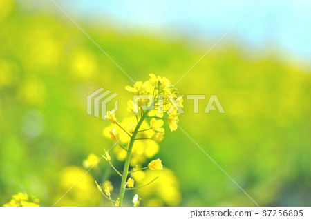 Rape blossoms Rape blossoms 87256805