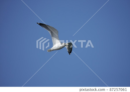 Seagulls flying at Miike Port, Omuta City 87257061