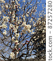 Plum blossom  87257280