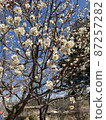 Plum blossom  87257282