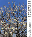 Plum blossom  87257283