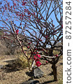 Plum blossom  87257284