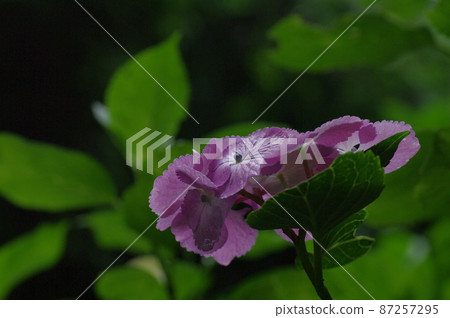 Gaku Gaku 繡球花 6 Gaku Gaku 繡球花 6 87257295