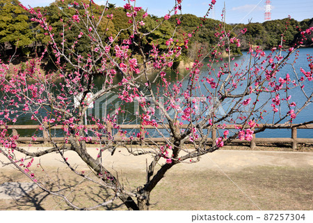 Safu Pond and Umebayashi 87257304