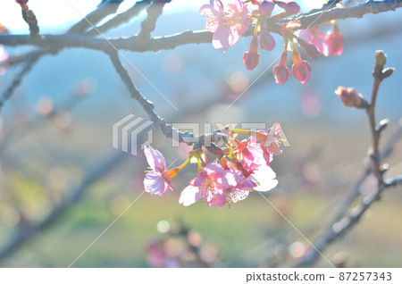 Flowers of Milky Way Flowers of Milky Way 87257343