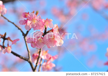 Flowers of Milky Way Flowers of Milky Way 87257421