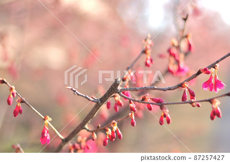 Flowers of Milky Way Flowers of Milky Way 87257427