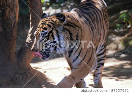 Sumatran tiger 87257921
