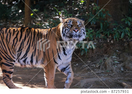 Sumatran tiger Sumatran tiger 87257931