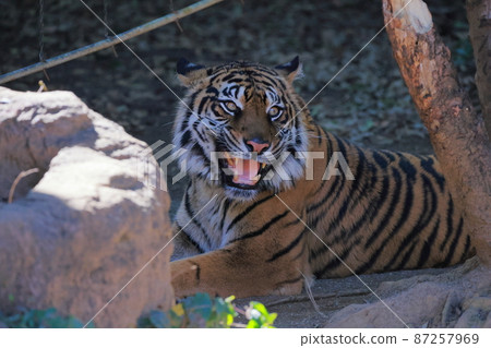 Sumatran tiger Sumatran tiger 87257969