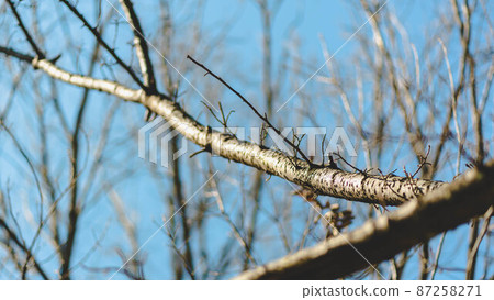Dead trees and blue sky in winter Dead trees and blue sky in winter 87258271