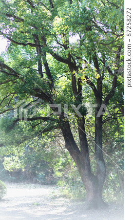Natural green Natural green 87258272