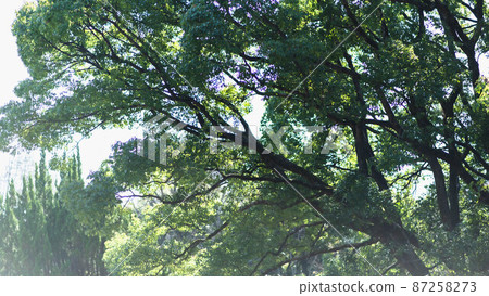 Natural green Natural green 87258273