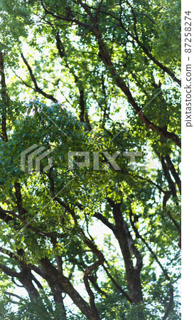 Natural green Natural green 87258274