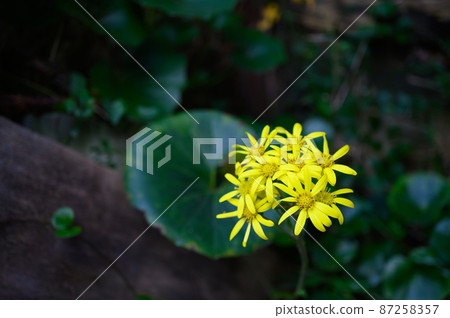 開花在房子裡的豹子植物 87258357
