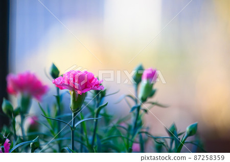 花園康乃馨 花園康乃馨 87258359
