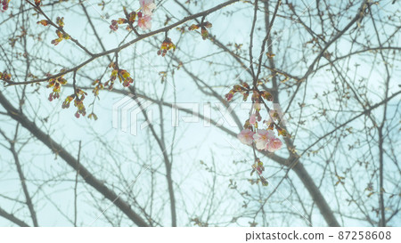 一分鐘早開的櫻花，河津櫻花和花蕾——花的宣言，春天到來的圖像素材 87258608