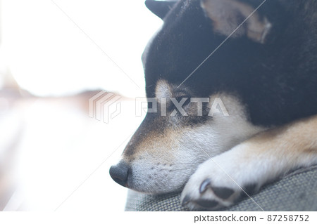 柴犬睡覺時盯著東西看 87258752