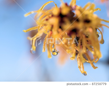 2月拍攝的“Hamamelis Intermedia Elena”上的水滴 2月拍攝的“Hamamelis Intermedia Elena”上的水滴 87258779