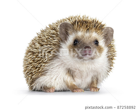 African pygmy hedgehog on white 87258892