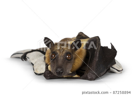 Fruit bat aka chiroptera on white background 87258894