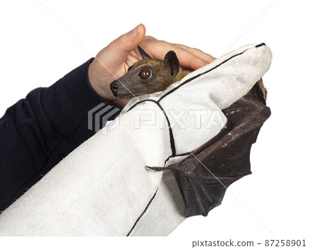 Fruit bat aka chiroptera on white background Fruit bat aka chiroptera on white background 87258901
