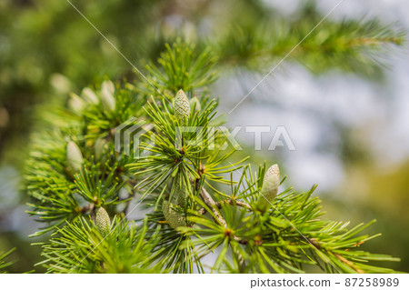 Close-up beautiful yellowish green male cones on branches of Cedar Tree Cedrus libani or Lebanon Cedar. Large evergreen cedar tree with lush greenery needles in Feodosia park, Crimea 87258989