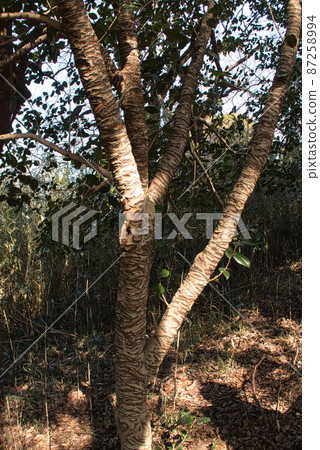 Camellia tree bitten by a Taiwanese squirrel 87258994