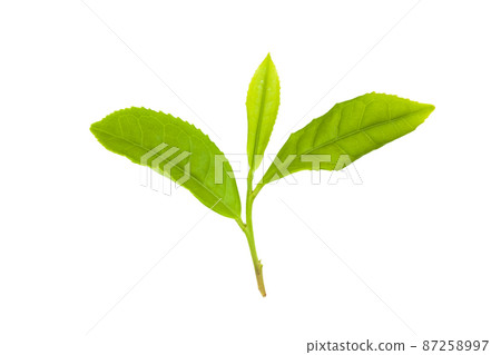 tea leaf tea leaf 87258997