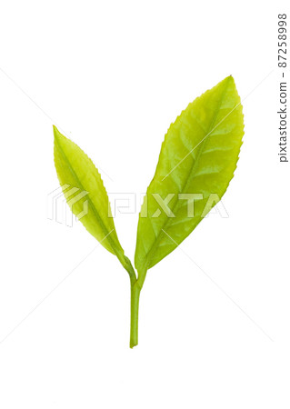 tea leaf tea leaf 87258998