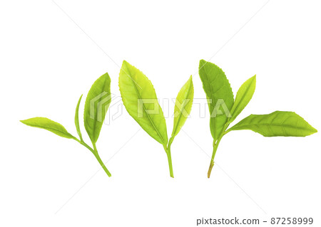 tea leaf tea leaf 87258999