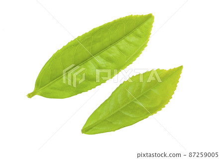 茶葉 茶葉 87259005