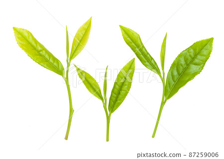 tea leaf  87259006