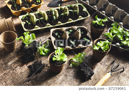 Seedlings in reused egg boxes Seedlings in reused egg boxes 87259061