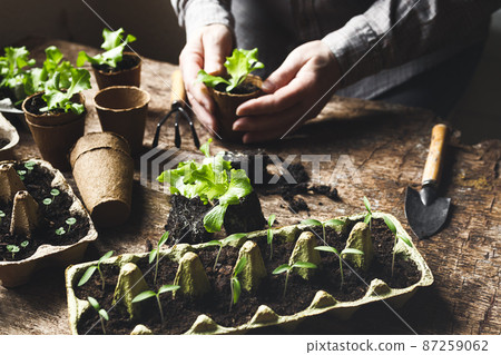 Hands planting seedlings in peat pots Hands planting seedlings in peat pots 87259062
