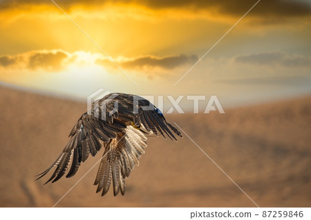 塔卡在迪拜的沙漠中飛行 87259846