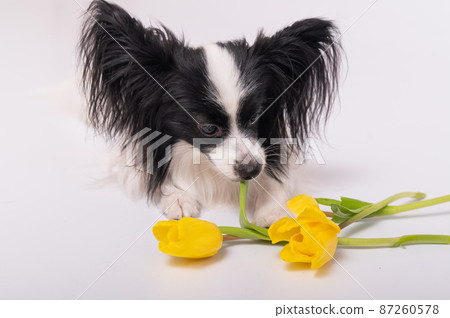 Funny dog with big shaggy black ears with a bouquet of yellow tulips on a white background 87260578