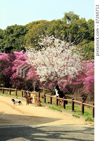 Kobanomitsubatsuji 和廣田山公園的狗 87260713