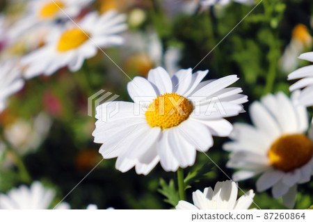 An annual plant that blooms white flowers that has a long flowering period and is easy to grow [North Pole] 87260864