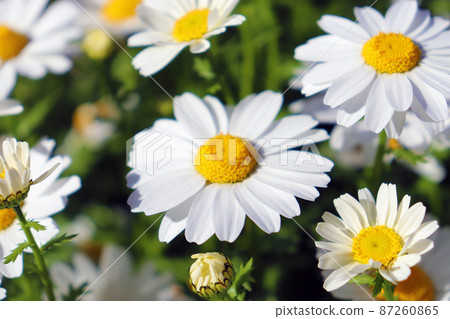 An annual plant that blooms white flowers that has a long flowering period and is easy to grow [North Pole] 87260865