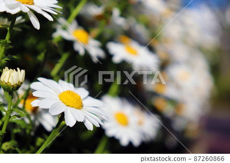An annual plant that blooms white flowers that has a long flowering period and is easy to grow [North Pole] 87260866